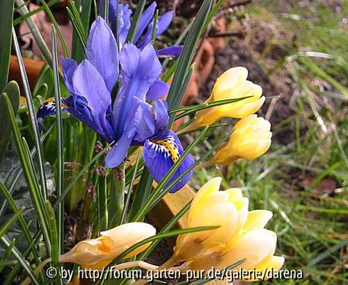 Iris reticulata und Crocus Cream Beauty