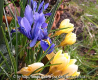 Iris reticulata und Crocus Cream Beauty