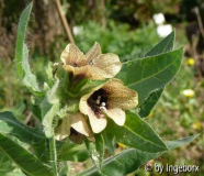 Hyoscyamus_niger.jpg
