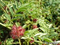 Glycyrrhiza_glabra.jpg