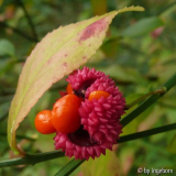 Euonymus_stachelfrucht.jpg