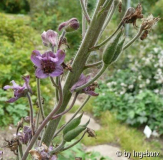 Delphinium_requienii.jpg