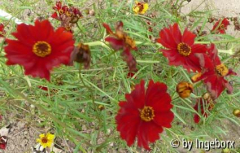 Coreopsis_tinctoria.jpg