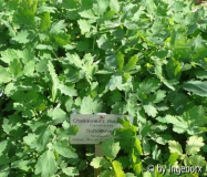 Chelidonium_majus.jpg