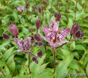 Tricyrtis_pilosa.jpg
