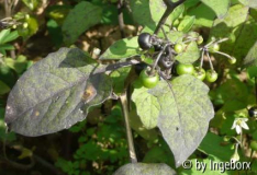 Solanum_nigrum.jpg