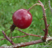 Rosa_villosa.jpg