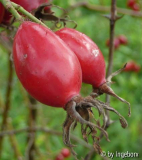 Rosa_sherardii_a.jpg