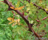 Rosa_sericea.jpg