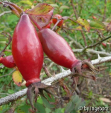 Rosa_pendulina_Bourgogne.jpg