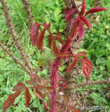 Rosa_centifolia_Parkzauber.jpg