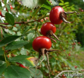 Rosa_carolina.jpg