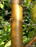 Prunus_maackii.jpg