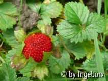 Potentilla_indica.jpg
