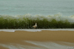 Sylt 2 19-09-2008