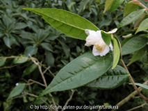 cordifolia1