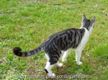 Schlankkater