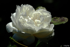 Rosa Winchester Cathedral