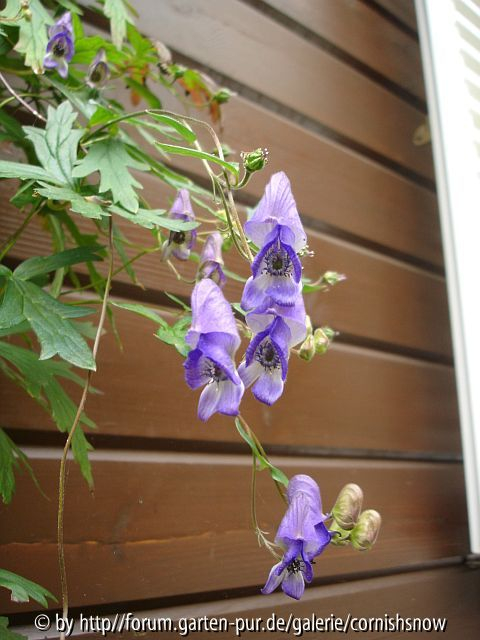 Aconitum hemsleyanum II