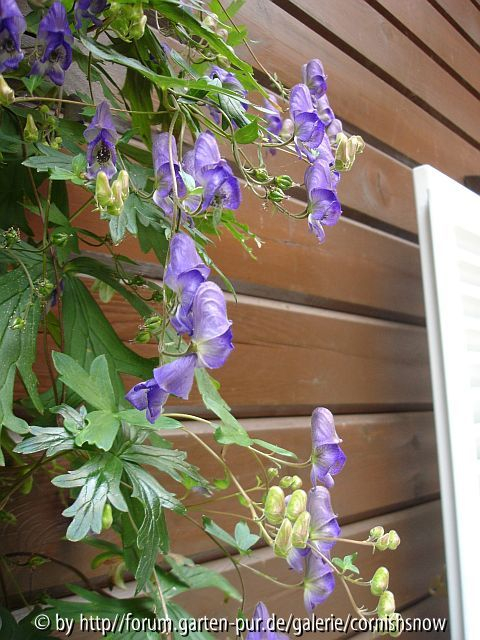 Aconitum hemsleyanum III