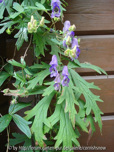 Aconitum hemsleyanum IV