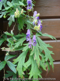 Aconitum hemsleyanum IV