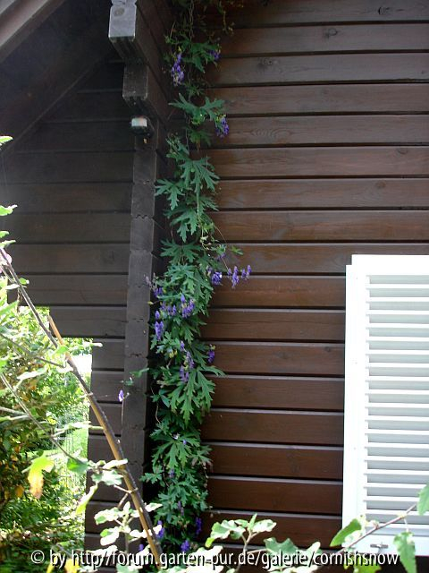 Aconitum hemsleyanum V