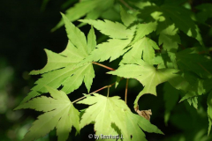 Schadbild auf Acer palmatum 'Orange Drea