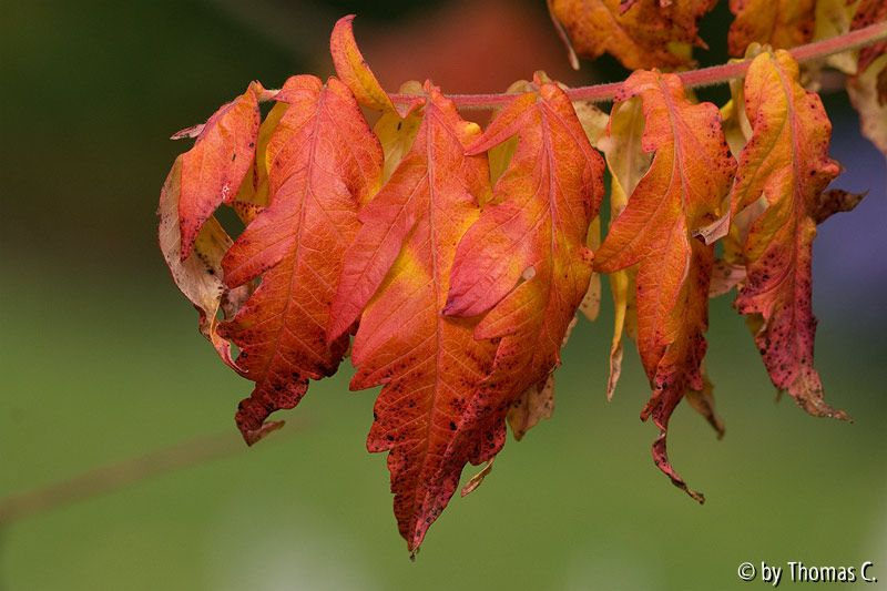 Oktoberfarben 05