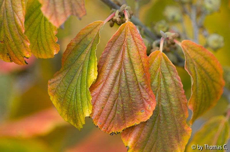 Oktoberfarben 02