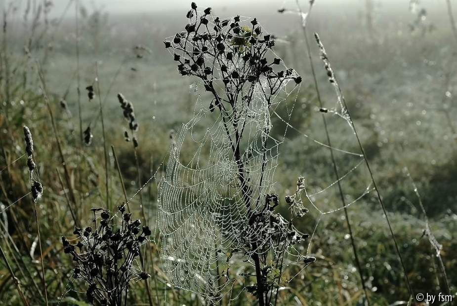 Tauweben 1 07-10-2007
