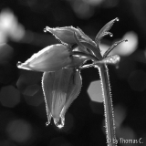 Kleine Wassertropfen-Akelei in schwarz-weiß