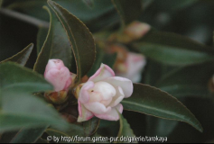 C.caudata 2/08