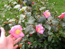 plantation pink neu
