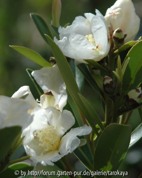 gordonia 4/08