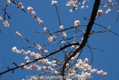prunus subhirtella