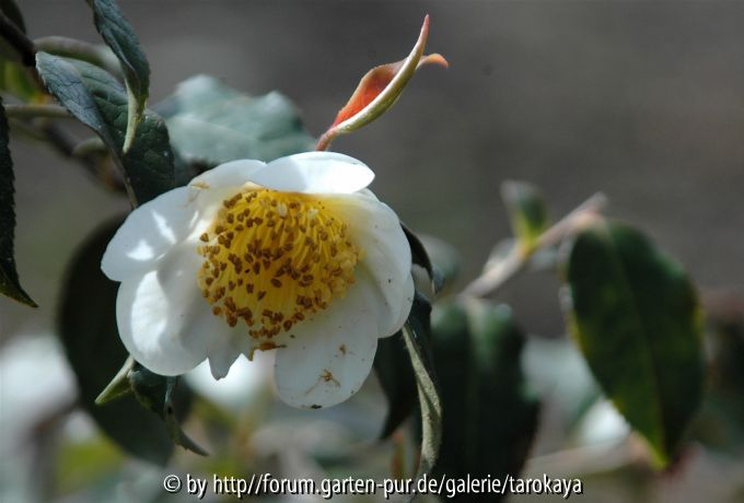 C.yunnanensis 4/08