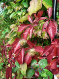 Wilder Wein und Clematis Herbst 2008
