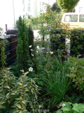 neues Vorgartenbeet 2