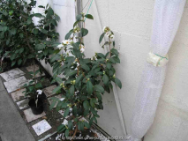 C. Oleifera
