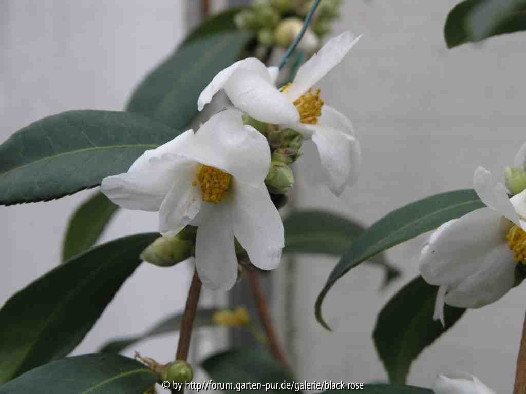 C. Oleifera Blüten