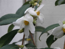 C. Oleifera Blüten
