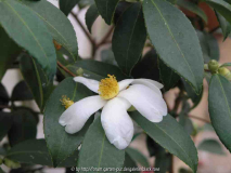 C. Oleifera Blüte