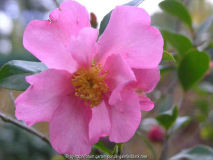 C. Sas. Cleopatra