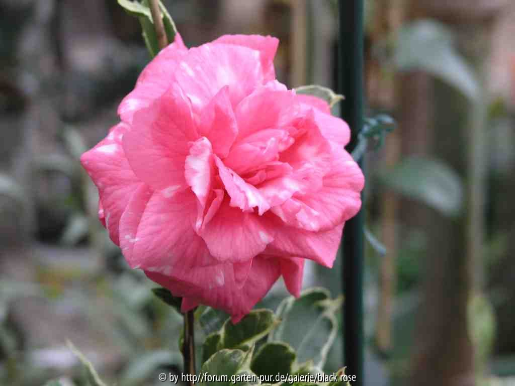 C. jap. Bentenkagura