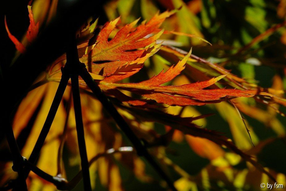  Acer 9 04-10-2008