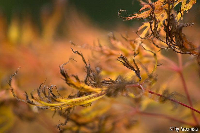 Herbstliche Feuerzungen