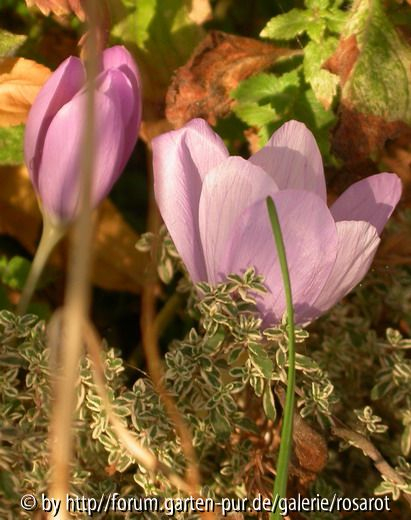 Herbstkrokusse