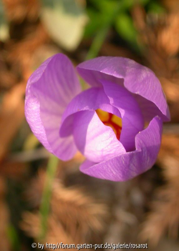 Crocus speciosus 1