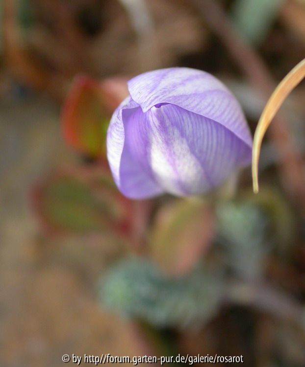 Crocus speciosus 2